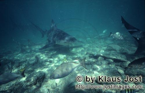Bullenhai/Bull Shark/Carcharhinus leucas      Bullenhai, Zitronenhai und Fischschwarm 