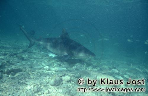 Bull Shark/Carcharhinus leucas        Bull shark just above the seabed        Together with the Tige