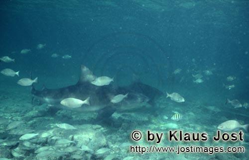 Bullenhai/Bull Shark/Carcharhinus leucas      Bullenhaie und kleine Fische      Bul