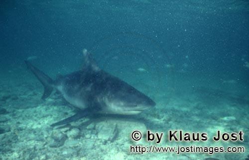 Bullenhai/Bull Shark/Carcharhinus leucas        Bull Shark in poor underwater visibility        Toge