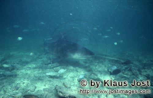 Bullenhai/Bull Shark/Carcharhinus leucas      Bullenhai umgeben von kleinen Fischen   <