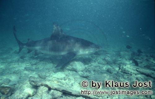 Bullenhai/Bull Shark/Carcharhinus leucas        Bull shark (Carcharhinus leucas)        Together 