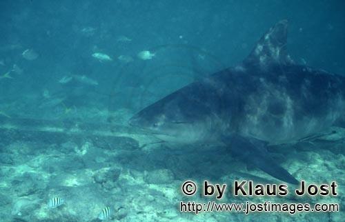 Bullenhai/Bull Shark/Carcharhinus leucas        Bull Shark portrait        Together with the Tiger S