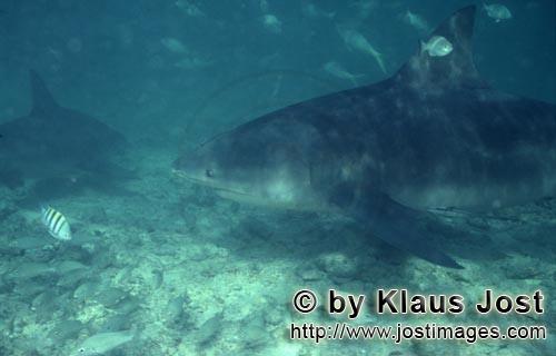 Bull Shark/Carcharhinus leucas        Encounter with a large bull shark        Together with the Tig