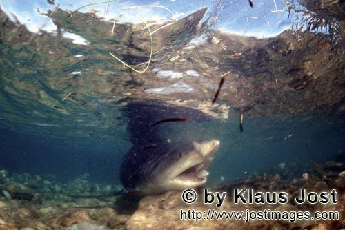 Bullenhai/Bull Shark/Carcharhinus leucas        Bull Shark opening its mouth        Together with th