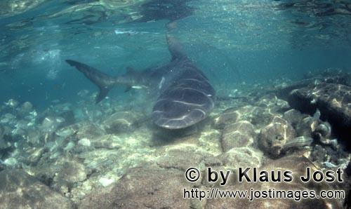Bull Shark/Carcharhinus leucas        Bull shark changes its direction and approaches frontally  
