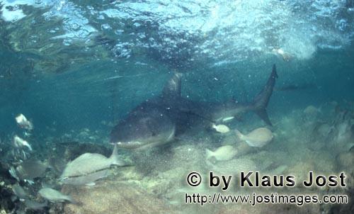 Bullenhai/Bull shark/Carcharhinus leucas        Bull Sharkin shallow water        Together with the 