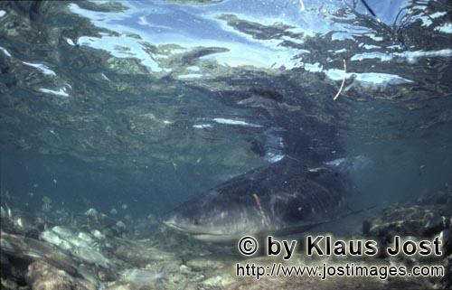 Bull shark/Carcharhinus leucas        Bull shark near the beach        Together with the Tiger Shark