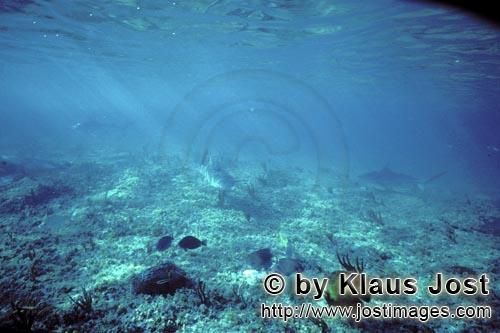 Zitronenhai/Lemon shark/Negaprion brevirostris        Lemon Shark in shallow water            