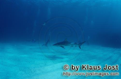 Schwarzspitzenhai/Blacktip shark/Carcharhinus limbatus        Blacktip shark (Carcharhinus limbatus)