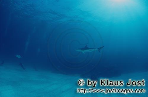 Schwarzspitzenhai/Blacktip shark/Carcharhinus limbatus        Blacktip shark (Carcharhinus limbatus)