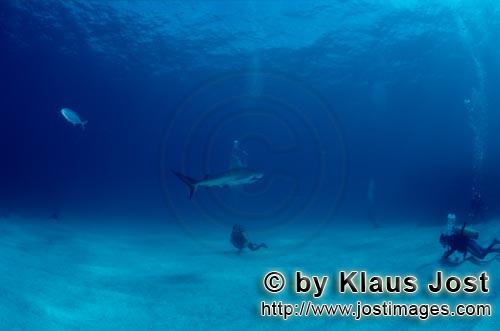 Schwarzspitzenhai/Blacktip shark/Carcharhinus limbatus        Diver looks to blacktip shark        <