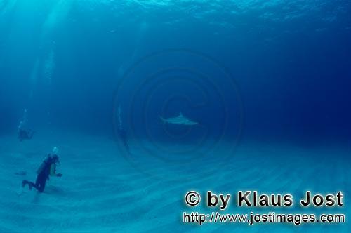 Schwarzspitzenhai/Blacktip shark/Carcharhinus limbatus        Diver watching a Blacktip shark      