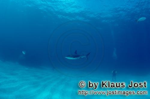 Schwarzspitzenhai/Blacktip shark/Carcharhinus limbatus        (Carcharhinus limbatus)        Blac