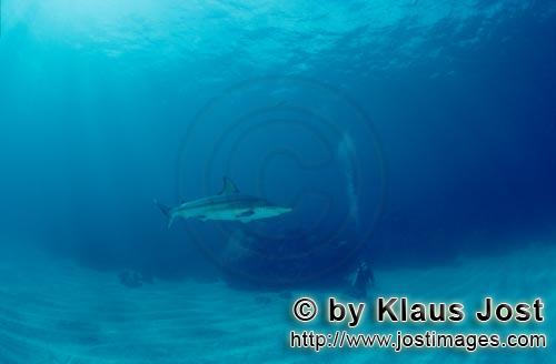 Schwarzspitzenhai/Blacktip shark/Carcharhinus limbatus        Blacktip shark on exploration over the