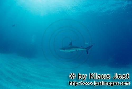 Karibischer Riffhai/Caribbean reef shark/Carcharhinus perezi            Caribbean reef shark (carcharh
