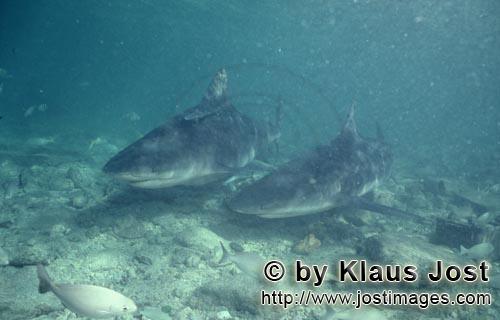 Bullenhai/Bull Shark/Carcharhinus leucas        Two Bull Sharks in shallow water         Together wi
