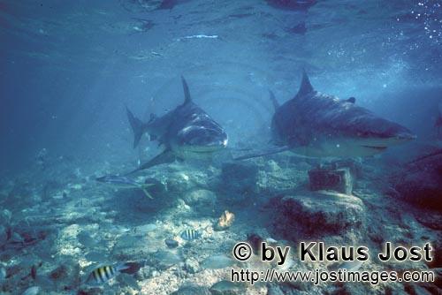 Bullenhai/Bull shark/Carcharhinus leucas    Bullenhaie im Flachwasser    Bull Sharks in shallow water    