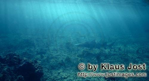 Zitronenhai/Lemon shark/Negaprion brevirostris        Lemon Shark in shallow water        