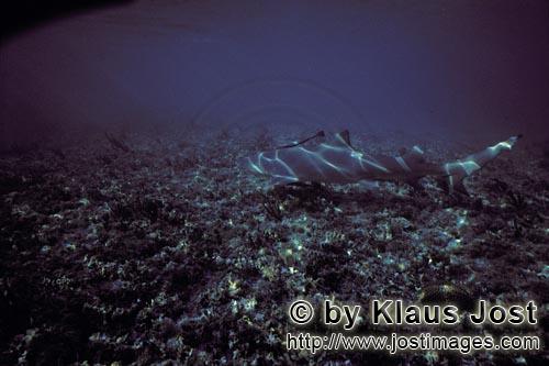 Lemon shark/Negaprion brevirostris        Lemon Shark in shallow water        