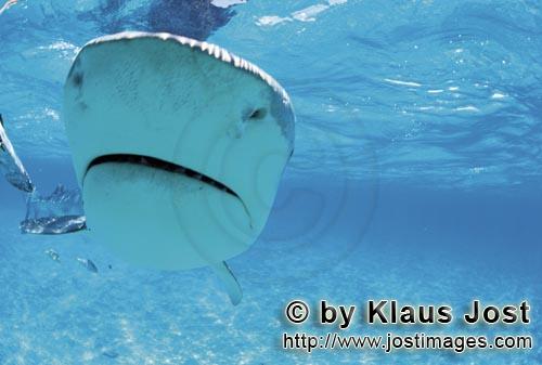 Tigerhai/Tiger shark/Galeocerdo cuvier        Tiger shark        On our boat there is a “sports fi