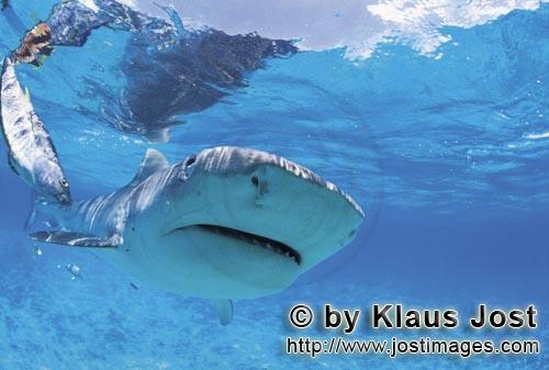 Tigerhai/Tiger shark/Galeocerdo cuvier        Tiger shark         On our boat there is a “sports f