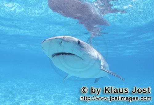 Tigerhai/Tiger shark/Galeocerdo cuvier        A Tiger Shark discovered a young Albatros         On o