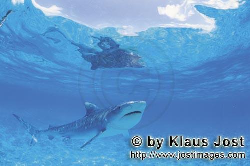 Tigerhai/Tiger shark/Galeocerdo cuvier        Fascination Tiger Shark        On our boat there is a 