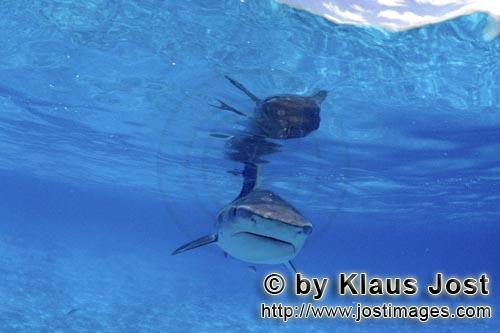 Tigerhai/Tiger shark/Galeocerdo cuvier        Tiger shark        On our boat there is a “sports fi