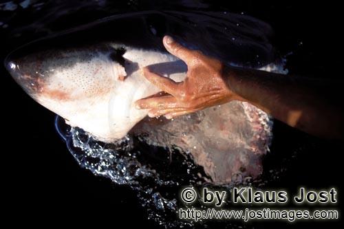 Weißer Hai/Great White Shark/Carcharodon carcharias        The hand at the mouth of the Great White