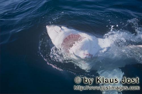 Weißer Hai/Great White Shark/Carcharodon carcharias        Great White With its mouth open        With 