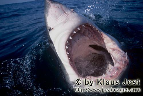 Weißer Hai/Great White Shark/Carcharodon carcharias        With its mouth open, the Great White Sha
