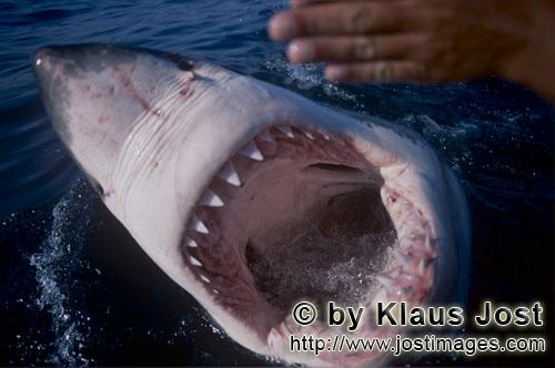 Weißer Hai/Great White Shark/Carcharodon carcharias        Great White Shark With its mouth open</b