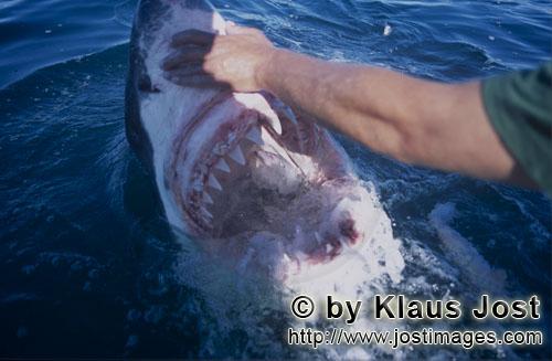 Weißer Hai/Great White shark/Carcharodon carcharias        Touching the nose of a Great White Shark
