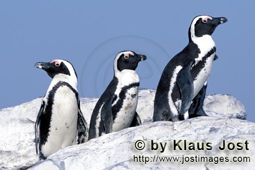 Brillenpinguin/African Penguin/Spheniscus demersus        African Penguins         African Pengu