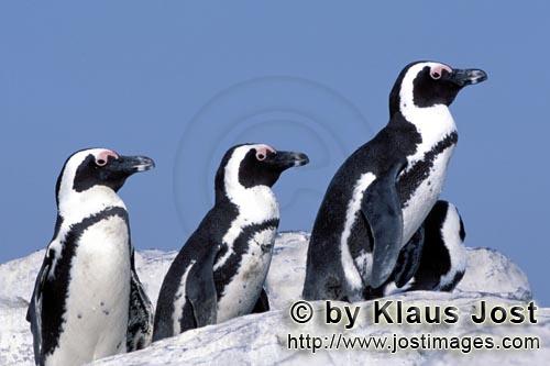 Brillenpinguin/African Penguin/Spheniscus demersus        African Penguins         African Pengui