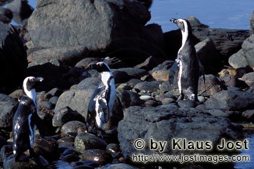 Brillenpinguin/African penguin/Spheniscus demersus        African penguins (Spheniscus demersus)