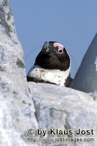 Brillenpinguin/Jackass penguin    Spheniscus demersus        Dyer Island kann nur mit einer Sondergenehmi