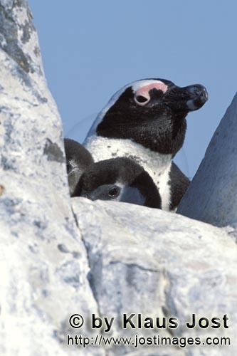 Brillenpinguin/Jackass penguin    Spheniscus demersus        Dyer Island kann nur mit einer Sondergenehmi
