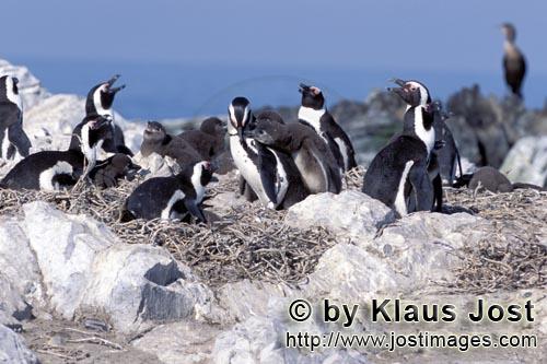 Brillenpinguin/African penguin/Spheniscus demersus        African Penguins        African Penguin
