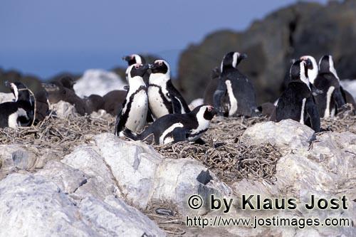Brillenpinguin/African penguin/Spheniscus demersus        African Penguin colony        African P