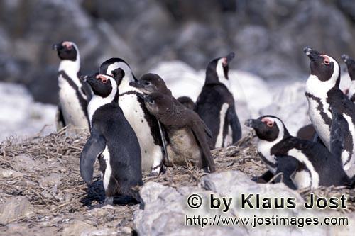 Brillenpinguin/African penguin/Spheniscus demersus        African Penguin penguin colony        A