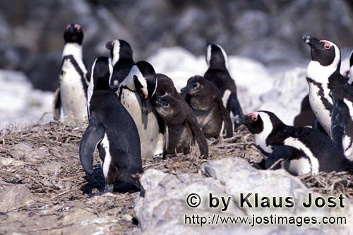 Brillenpinguin/Jackass penguin/Spheniscus demersus        African Penguin penguin colony        African 