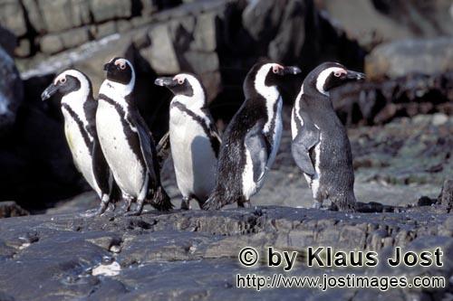 Brillenpinguin/African Penguin/Spheniscus demersus        African Penguin colony        African P
