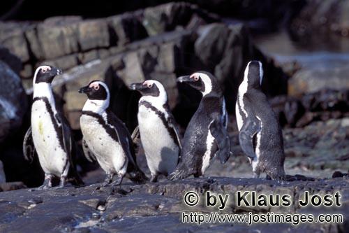 Brillenpinguin/African Penguin/Spheniscus demersus        Group of African penguins on rock        <