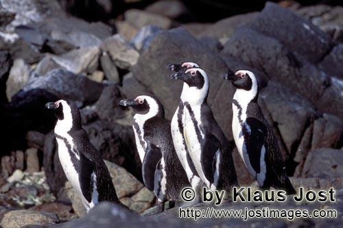 Brillenpinguin/African Penguin/Spheniscus demersus        African Penguin colony         African 