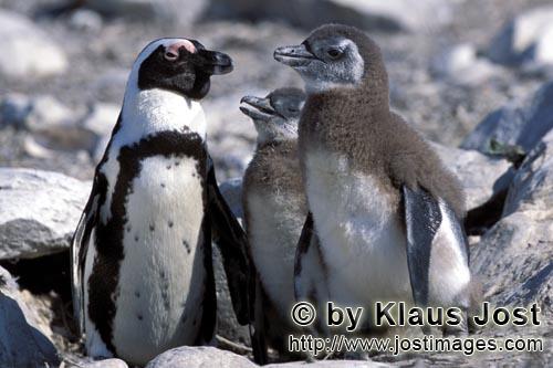 Brillenpinguin/African Penguin/Spheniscus demersus        Adult and juvenile African penguins     