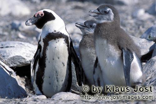 Brillenpinguin/African Penguin/Spheniscus demersus        African Penguin adult and juveniles     
