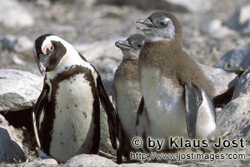 Brillenpinguin/African Penguin/Spheniscus demersus        Adult and juvenile African penguins     