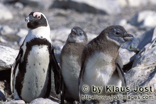 Brillenpinguin/African Penguin/Spheniscus demersus        African Penguin with juveniles        A